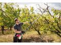 Honda SSPP Pruner